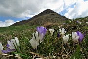 42 Crocus con vista in cima Sodadura